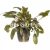 Cryptocoryne Wendtii Brown